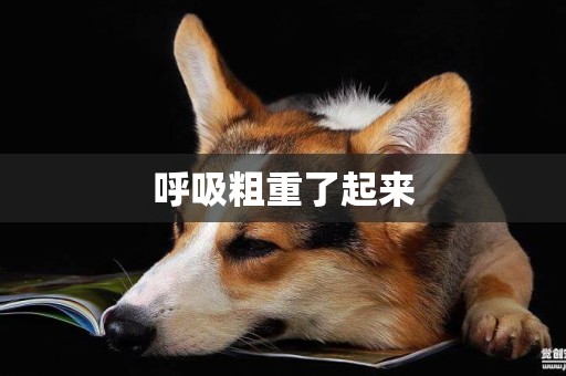 呼吸粗重了起來