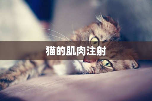 貓的肌肉注射