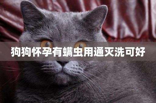 狗狗懷孕有螨蟲用通滅洗可好