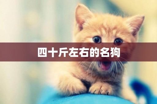 四十斤左右的名狗