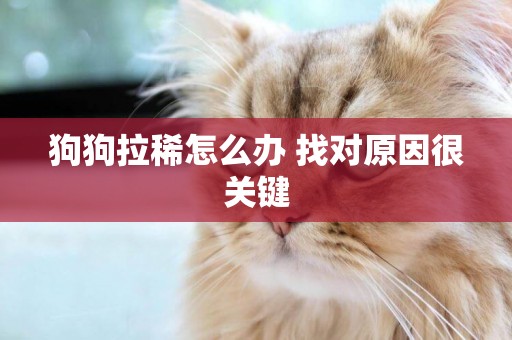狗狗拉稀怎么辦 找對原因很關鍵