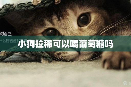 小狗拉稀可以喝葡萄糖嗎