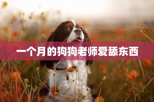 一個月的狗狗老師愛舔東西