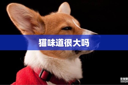 貓味道很大嗎
