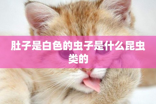 肚子是白色的蟲子是什么昆蟲類的