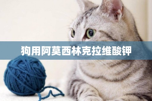 狗用阿莫西林克拉維酸鉀