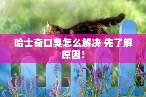 哈士奇口臭怎么解決 先了解原因！