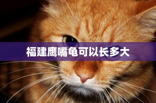 福建鷹嘴龜可以長多大