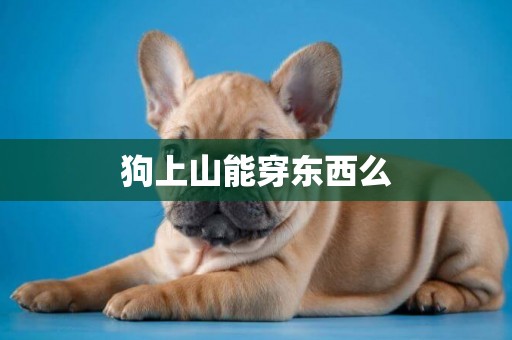 狗上山能穿東西么