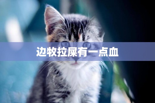 邊牧拉屎有一點血