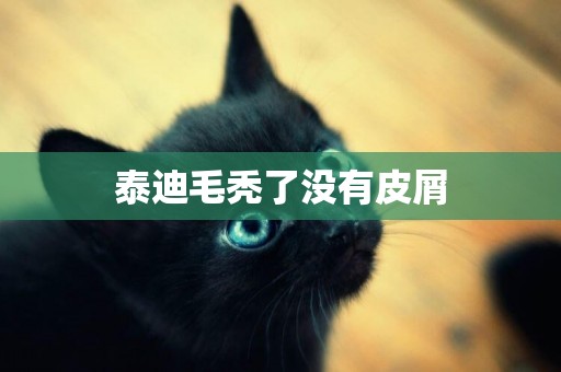 泰迪毛禿了沒有皮屑