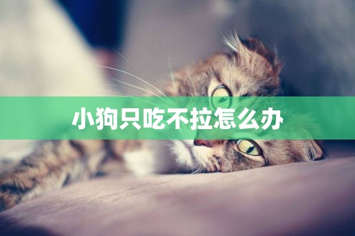 小狗只吃不拉怎么辦