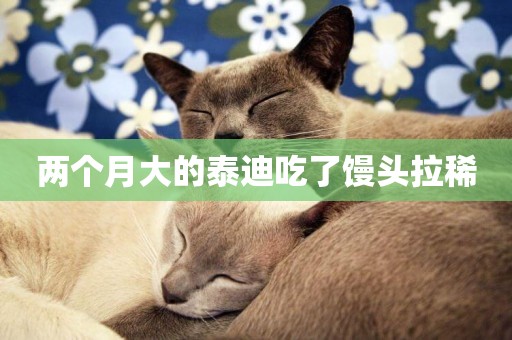 兩個月大的泰迪吃了饅頭拉稀
