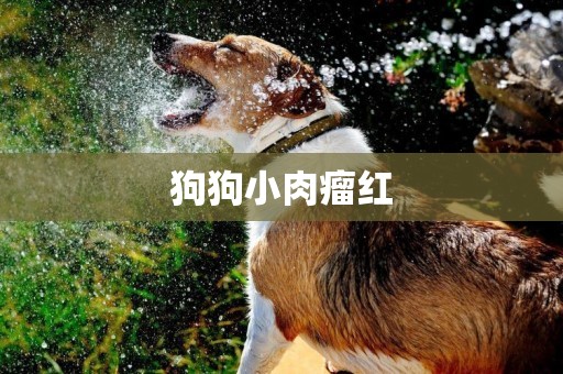 狗狗小肉瘤紅