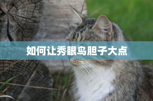 如何讓秀眼鳥膽子大點