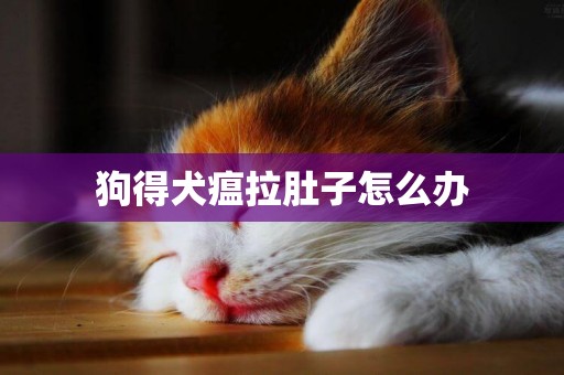 狗得犬瘟拉肚子怎么辦