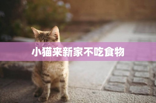 小貓來新家不吃食物