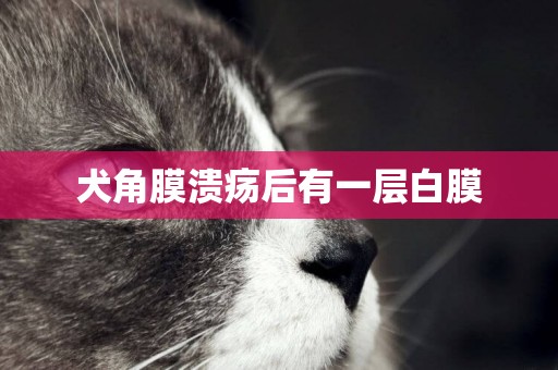 犬角膜潰瘍后有一層白膜