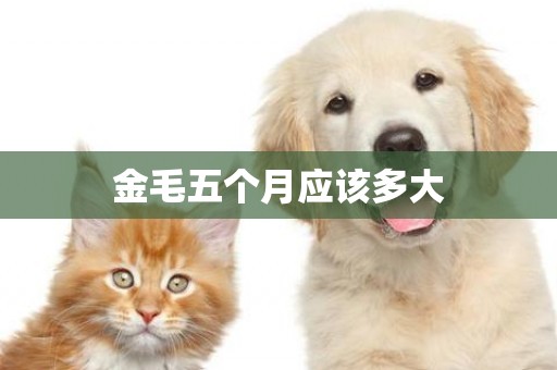 金毛五個月應該多大