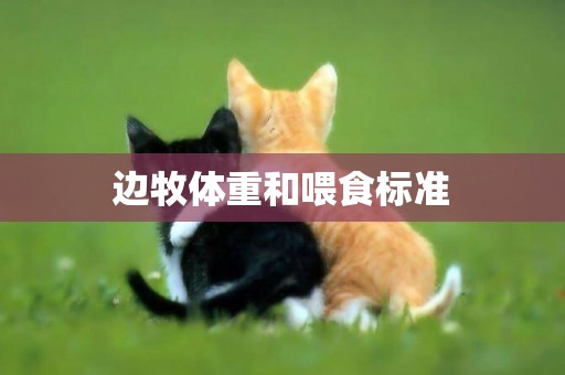 邊牧體重和喂食標準
