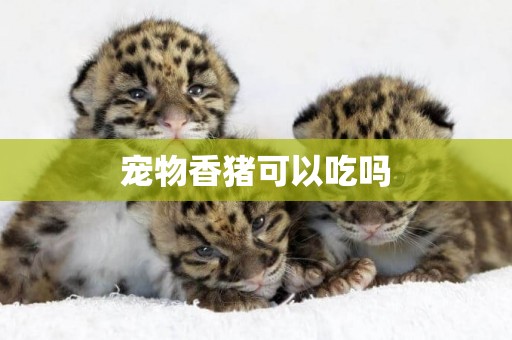 寵物香豬可以吃嗎