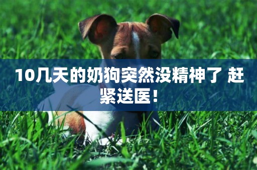 10幾天的奶狗突然沒精神了 趕緊送醫！