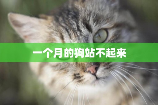 一個月的狗站不起來