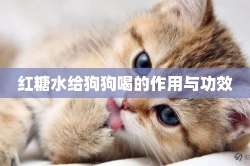 紅糖水給狗狗喝的作用與功效