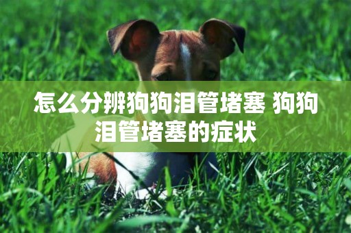 怎么分辨狗狗淚管堵塞 狗狗淚管堵塞的癥狀