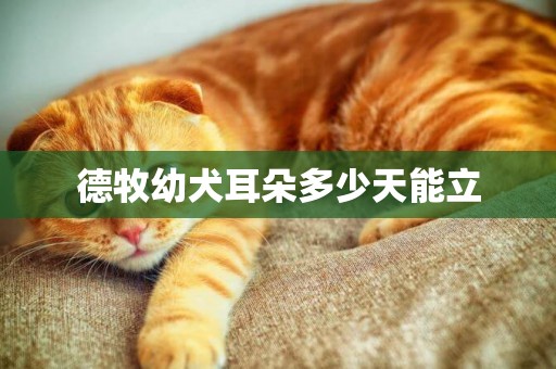 德牧幼犬耳朵多少天能立
