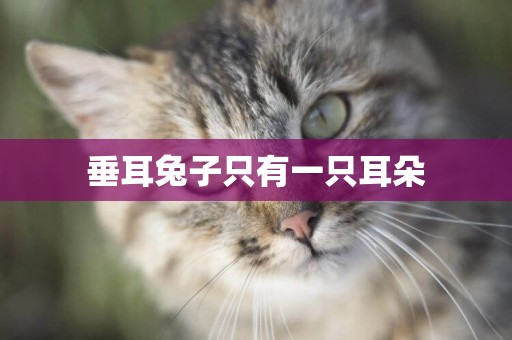 垂耳兔子只有一只耳朵