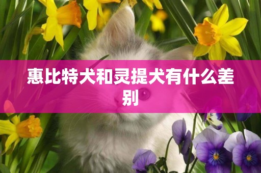 惠比特犬和靈提犬有什么差別
