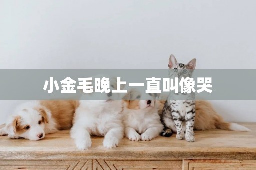 小金毛晚上一直叫像哭