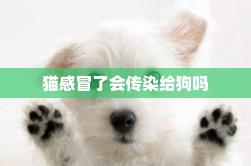 貓感冒了會傳染給狗嗎