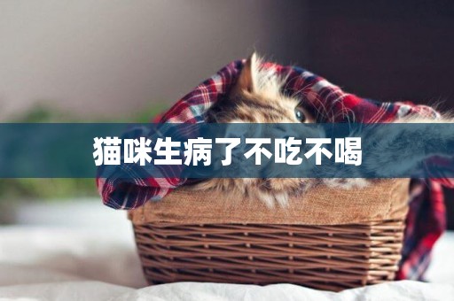 貓咪生病了不吃不喝