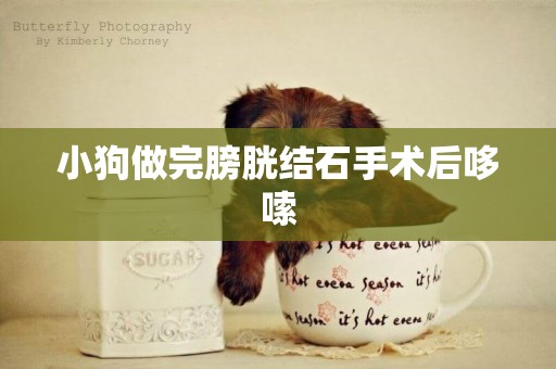 小狗做完膀胱結石手術后哆嗦