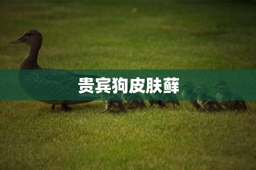 貴賓狗皮膚蘚