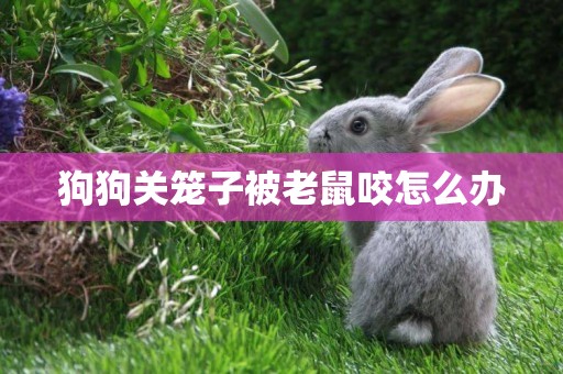 狗狗關籠子被老鼠咬怎么辦