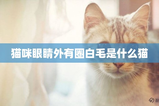 貓咪眼睛外有圈白毛是什么貓
