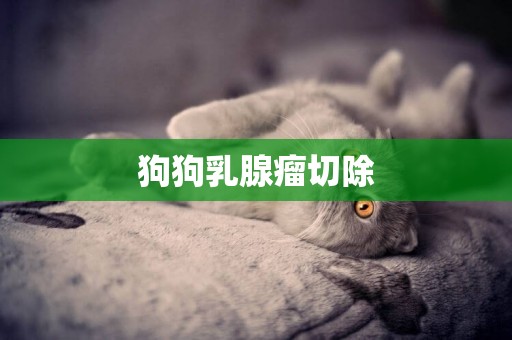 狗狗乳腺瘤切除