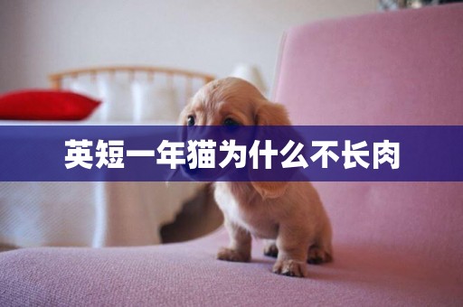 英短一年貓為什么不長肉
