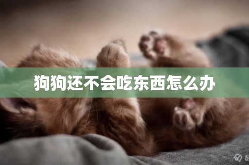 狗狗還不會吃東西怎么辦