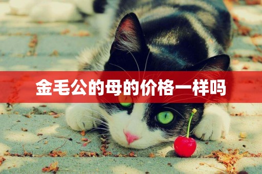 金毛公的母的價格一樣嗎