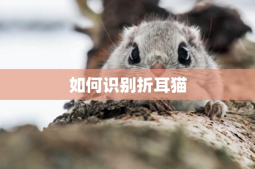 如何識別折耳貓