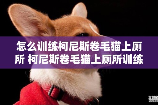 怎么訓練柯尼斯卷毛貓上廁所 柯尼斯卷毛貓上廁所訓練法