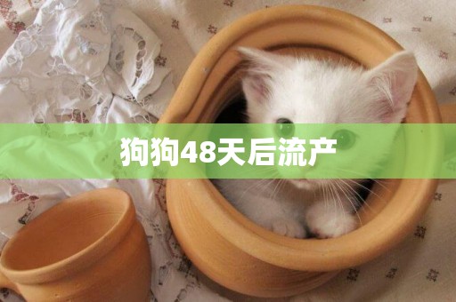 狗狗48天后流產