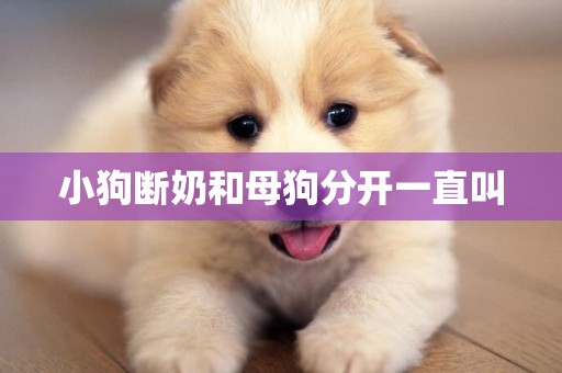 小狗斷奶和母狗分開一直叫