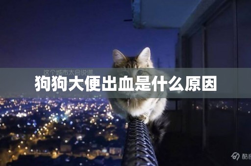 狗狗大便出血是什么原因