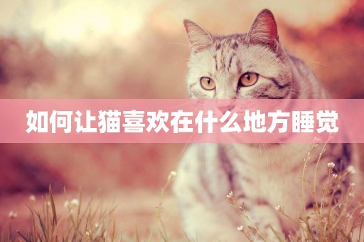 如何讓貓喜歡在什么地方睡覺