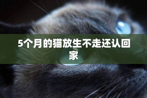 5個月的貓放生不走還認回家
